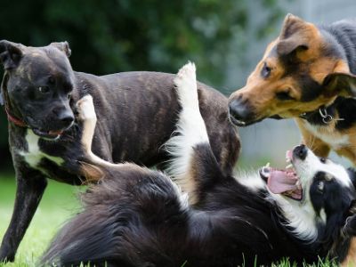 how-many-dogs-are-you-allowed-to-own
