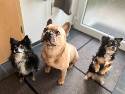 how-many-dogs-are-you-allowed-to own