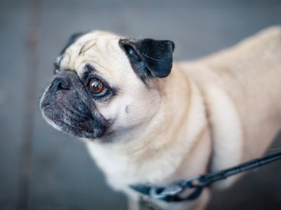 how-much-is-a-pug-dog how-much-is-a-pug-dog