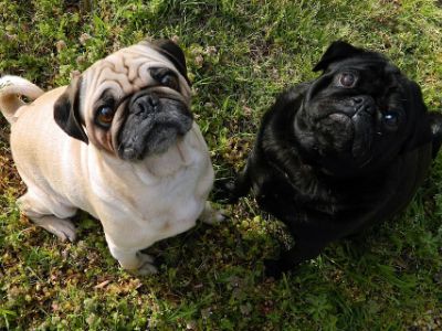 pug-dog-price pug-dog-price