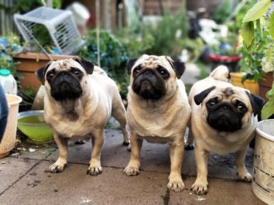 how-much-are-pugs how-much-are-pugs