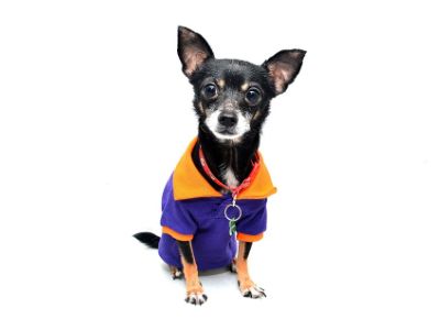 Expenses After Buying a Chihuahua Expenses After Buying a Chihuahua