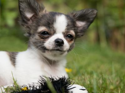 The Behaviour of Chihuahua Dogs The Behaviour of Chihuahua Dogs