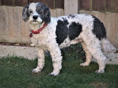 cockapoo-price-uk