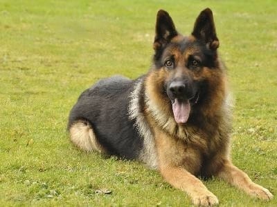 how-much-does-german-shepherd-cost