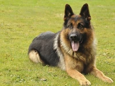 how-much-does-german-shepherd-cost how-much-does-german-shepherd-cost