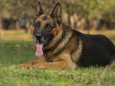 how-much-are-german-shepherds