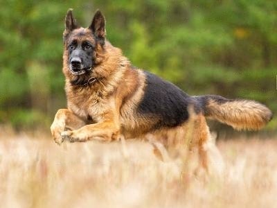 how-much-are-german-shepherds