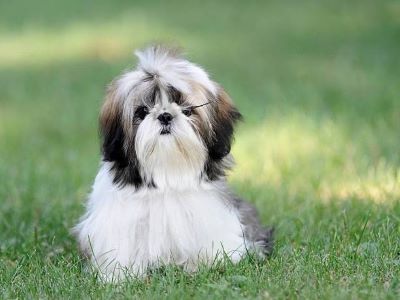 how much does a shih tzu cost