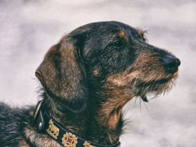 Factors affecting the price of Dachshund dog Factors affecting the price of Dachshund dog