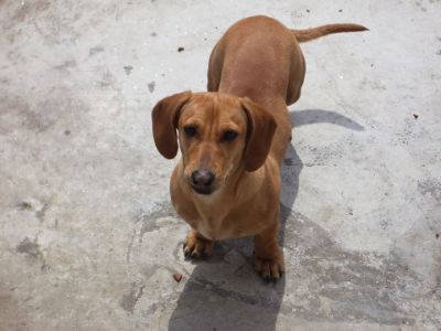 Where to buy a Dachshund Where to buy a Dachshund