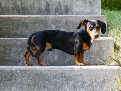 know about Dachshund's behaviour know about Dachshund's behaviour