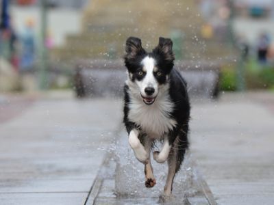 border-collie-price border-collie-price