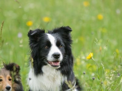 How Much Does a Border Collie Cost? 2023 Price Guide