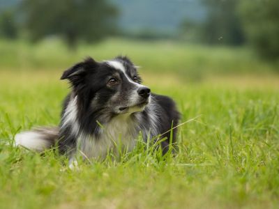 collie-price collie-price