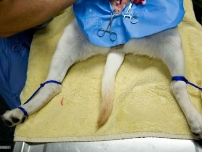 dog-neutering dog-neutering