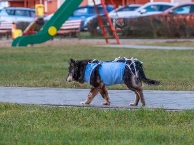 walk-the-dog-after-neutering