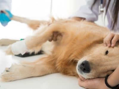 How to Calm a Sexually Excited Dog How to Calm a Sexually Excited Dog