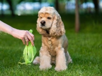 dog-poo-disposal dog-poo-disposal