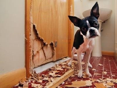 dog-chewing-skirting-board