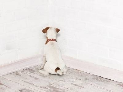 stop-dog-chewing-skirting-board