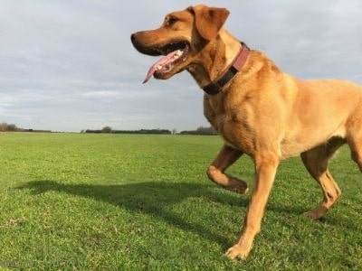 dog-is-limping