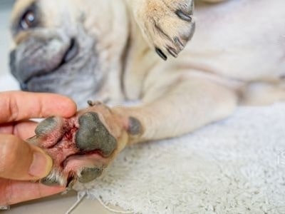 limping-dog
