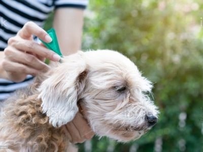 home-remedies-for-fleas-on-dogs