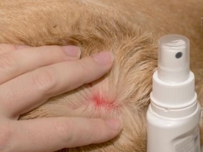 home-remedies-for-dog-fleas