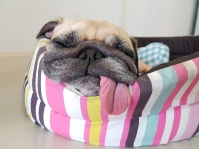 Hanging Tongue Syndrome Hanging Tongue Syndrome