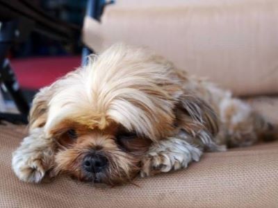 shih tzu health condition