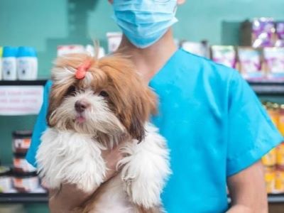 vet bills vet bills
