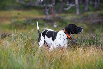 Can You Track Your Dog With a Microchip? Can You Track Your Dog With a Microchip?
