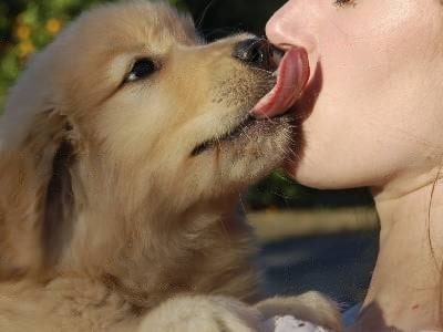 Why do dogs lick your nose