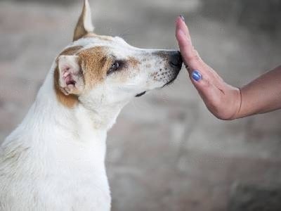 How to Stop Dog From Licking Up Your Nose How to Stop Dog From Licking Up Your Nose