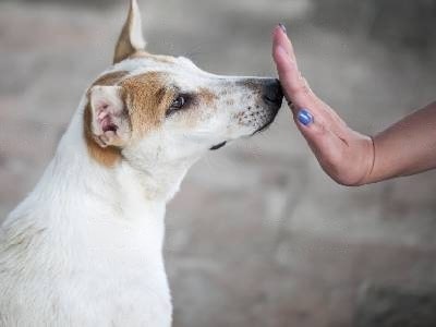 How to Stop Dog From Licking Up Your Nose