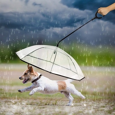 Namsan Dog Umbrella