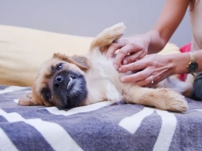 what-to-give a-constipated-dog