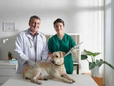 dog-constipation-treatment