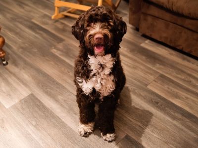 curly hair dog