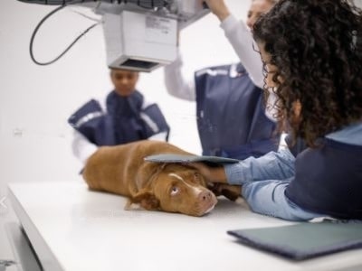 Dog Brain Tumour Dog Brain Tumour