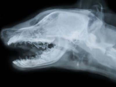 Euthanize a Dog With Brain Tumour Euthanize a Dog With Brain Tumour