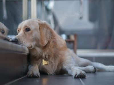 dog-rehoming dog-rehoming