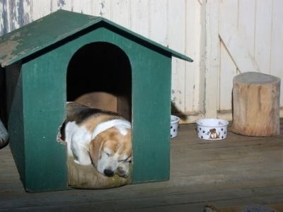 how-to-get a-dog-rehomed how-to-get a-dog-rehomed