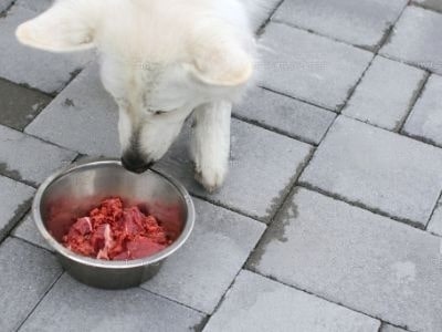 how-long-can-raw-dog-food-be-left-out