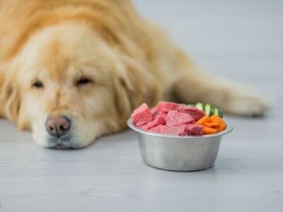 how-to-feed-frozen-raw-dog-food