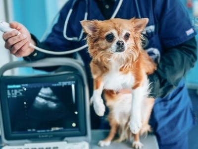 dog-ultrasound-cost