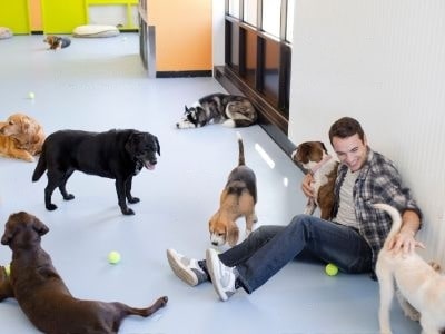 dog-daycare-prices