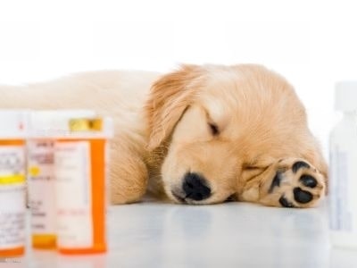 Side effects of Piriton in Dog Side effects of Piriton in Dog