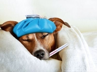 Antihistamine Poisoning In Dogs Antihistamine Poisoning In Dogs